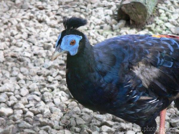 Malay crested fireback