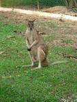 Agile wallaby