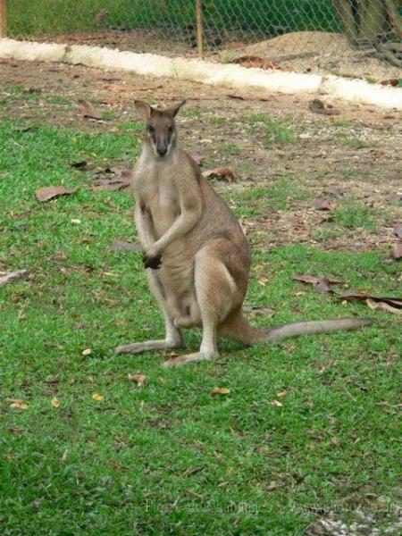 Agile wallaby