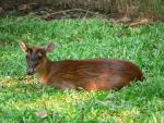 Southern red muntjac