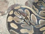 Ball python *