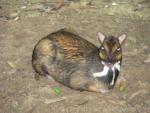 Greater mousedeer