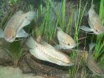 Snakeskin gourami