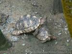 Indian star tortoise