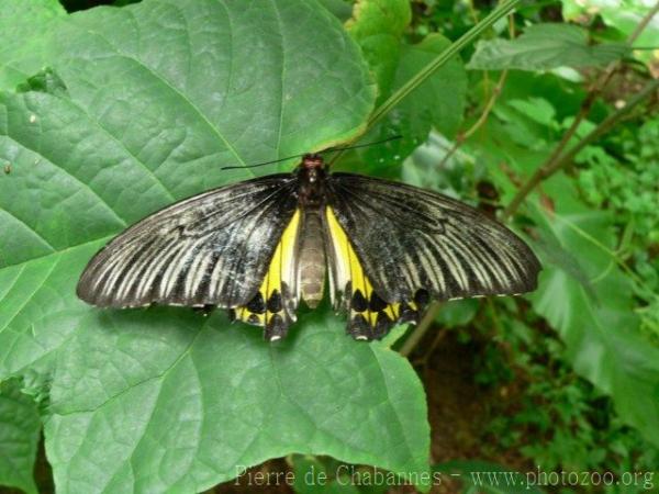 Common birdwing