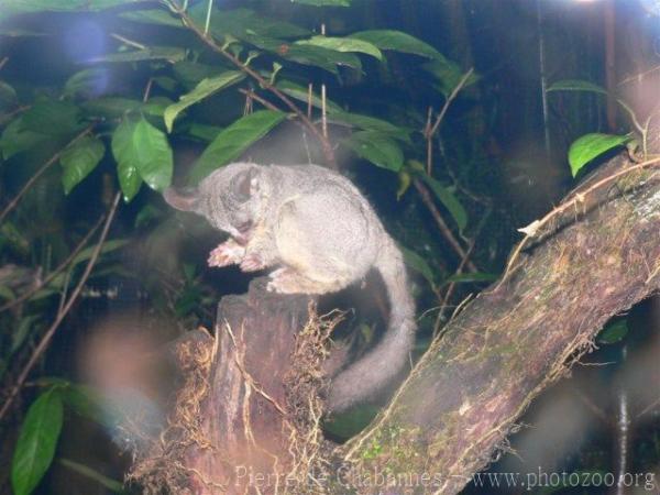 Southern lesser galago *