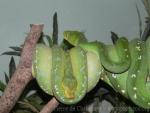 Green tree python