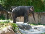 Asian elephant