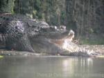 Malayan gharial