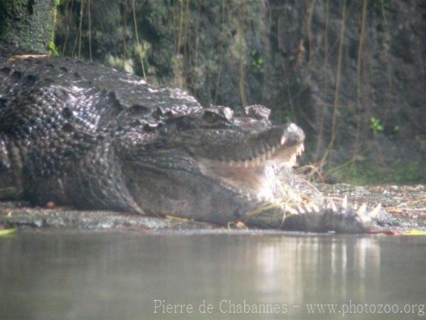 Malayan gharial