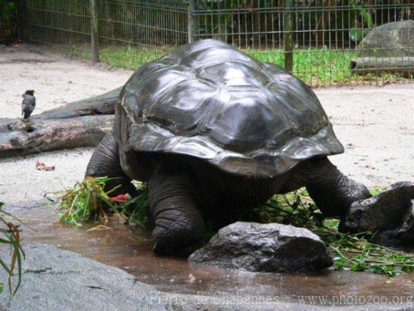 Aldabra giant tortoise