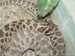 Western hognose snake