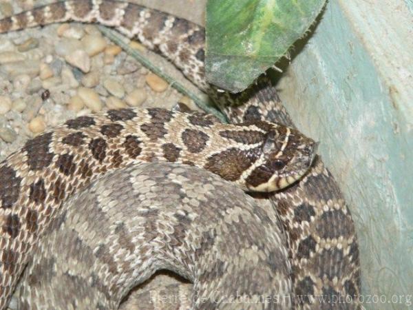 Western hognose snake