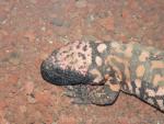 Gila monster *