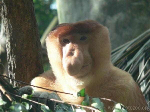 Proboscis monkey