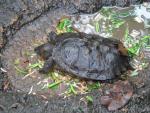 Giant Asian pond turtle