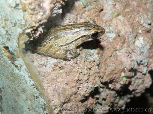 Four-lined tree frog