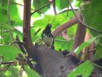 Chestnut-capped thrush *