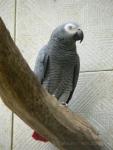 African grey parrot