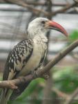 Northern red-billed hornbill