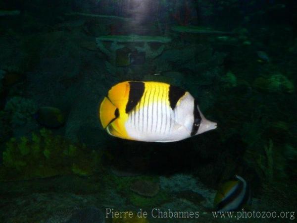 Blackwedged butterflyfish