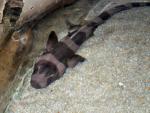 Brownbanded bambooshark