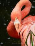 American flamingo