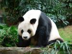 Giant panda