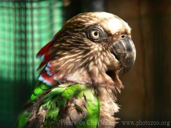 Hawk-headed parrot