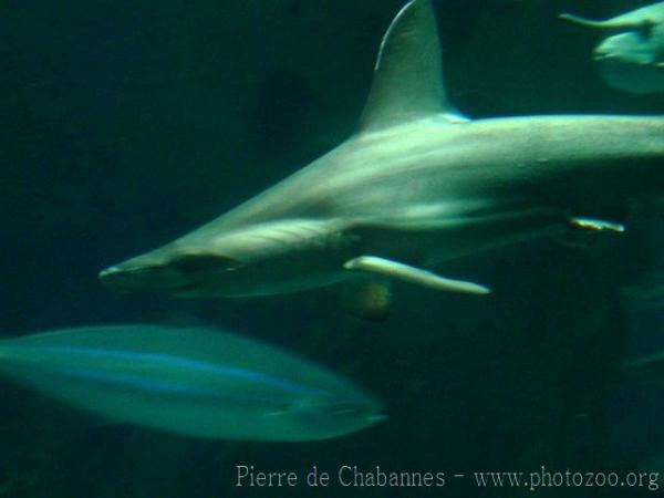 Scalloped hammerhead