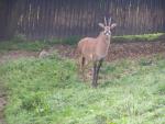 Roan antelope