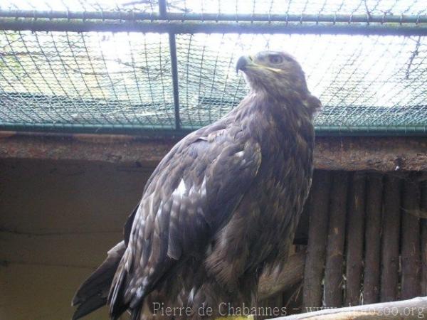 Tawny eagle