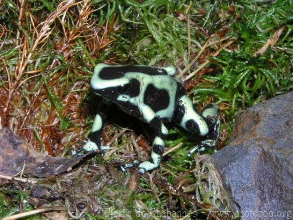 Green and black poison frog