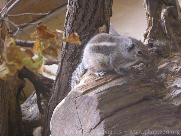 Barbary ground squirrel *