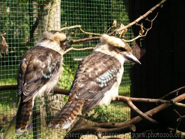 Laughing kookaburra