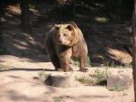 European brown bear