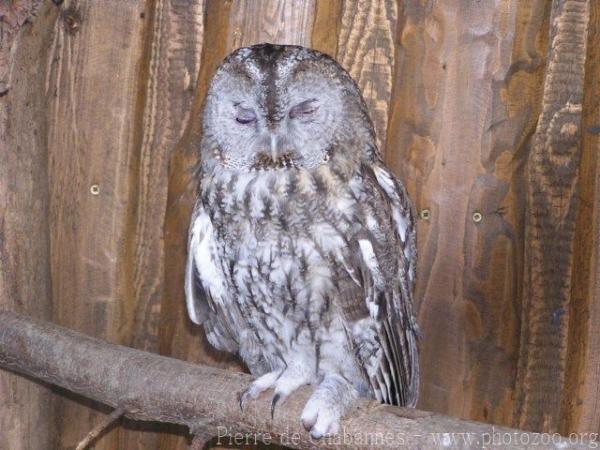 Tawny owl