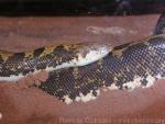 Egyptian sand boa