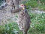 Yellow-necked francolin