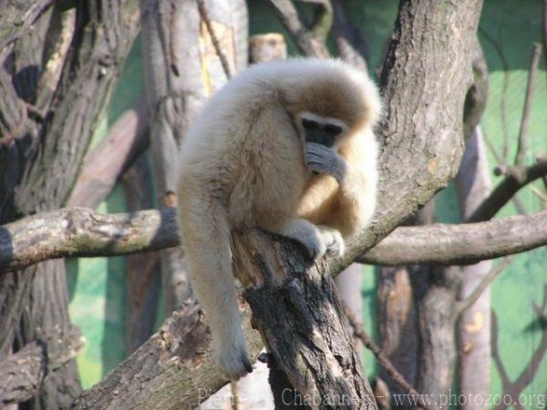 White-handed gibbon