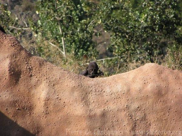 Western lowland gorilla