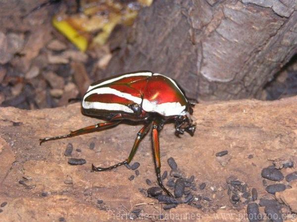 Derby's flower beetle