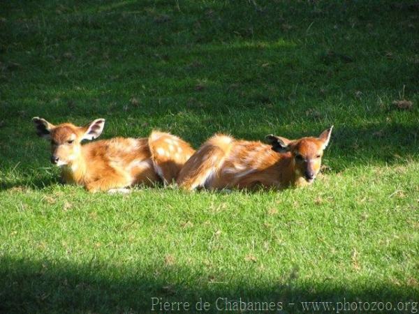 Western sitatunga