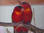 Purple-naped lory