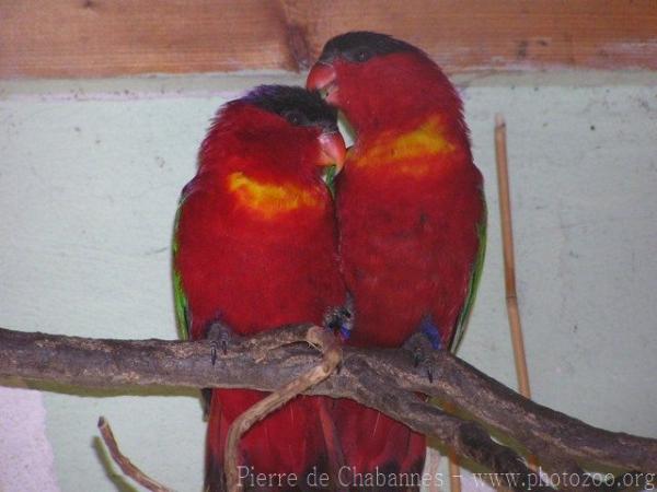 Purple-naped lory