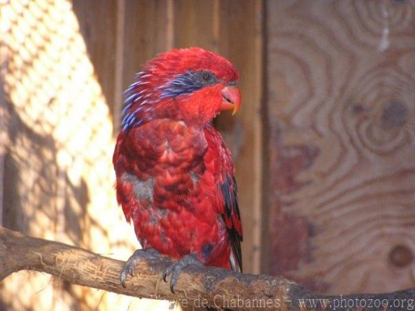 Blue-streaked lory