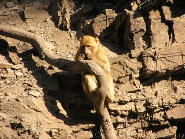 Barbary macaque