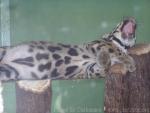 Clouded leopard