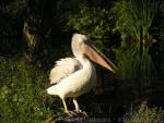 Pink-backed pelican