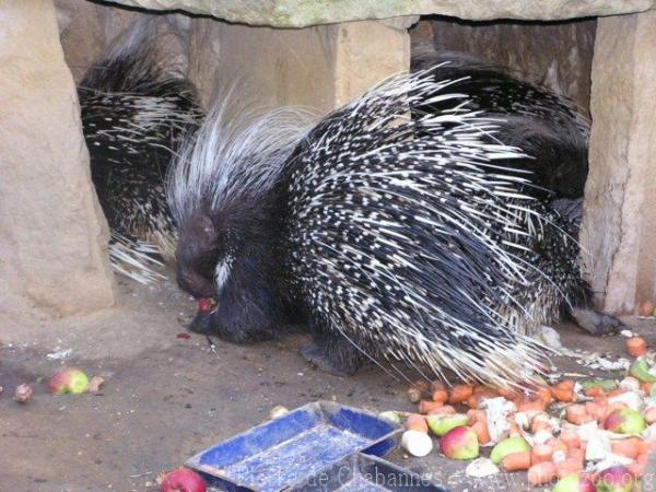 Cape porcupine